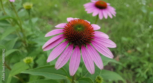 Vibrant Purple Coneflower in Nature: A stunning close-up of a purple coneflower in full bloom, showcasing its delicate petals and striking central cone, set against a backdrop of lush greenery.