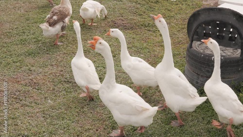 A group of white domestic geese walking and exploring on a green grass field in a rural farm. Capturing authentic poultry movement, animal behaviours, and peaceful countryside farming.