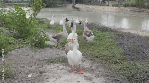 A gaggle of domestic geese walking and exploring a grassy bank near a rural pond. Capturing authentic farm life movement, poultry behaviours, and a peaceful countryside atmosphere.