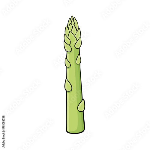 Single green asparagus spear with tightly closed bud top and visible scales isolated on white