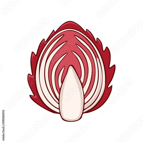 Close up of a sliced radicchio head showing internal red and white leaves and core