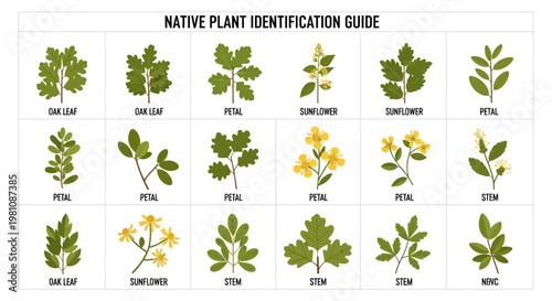 Native Plant Identification Guide: A detailed guide showcasing a variety of native plants, each meticulously illustrated with a focus on key features like leaves, petals.