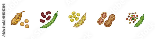 Legumes and Pulses Botanical Elements with Colorful Crayony Brush Strokes and Organic Calligraphic Outlines