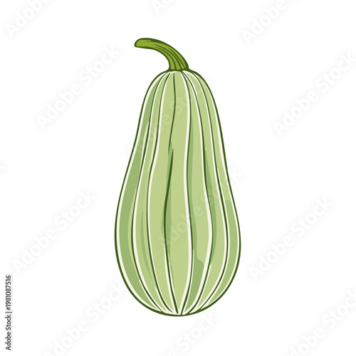 Green striped oblong squash with curved stem fresh vegetable illustration