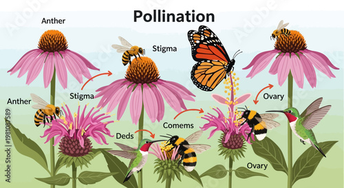Pollination Process: An insightful illustration showcasing the fascinating process of pollination, with bees, butterfly and hummingbird.
