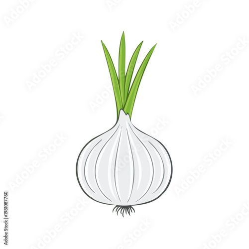 Fresh white onion with green sprouts isolated on white background, simple illustration