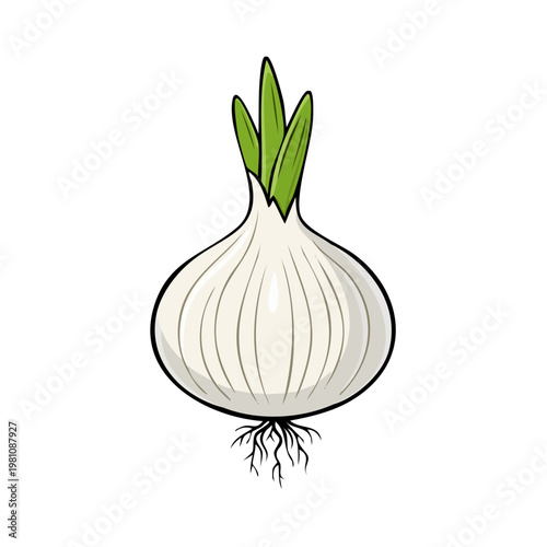 Illustration of a whole white onion with green sprouts and roots on a white background.