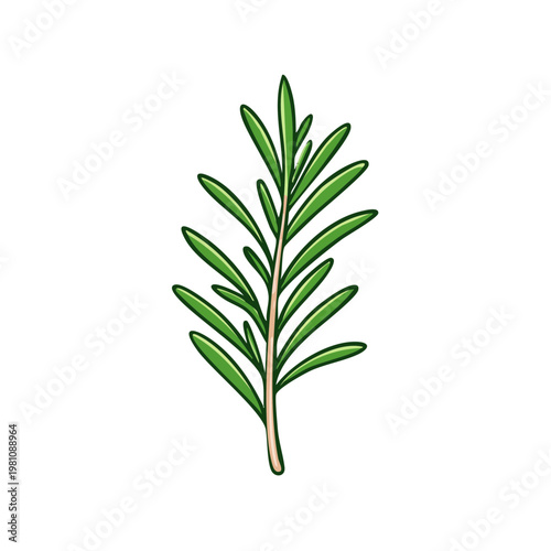 Fresh green rosemary sprig with needle-like leaves healthy herb for cooking and aromatherapy