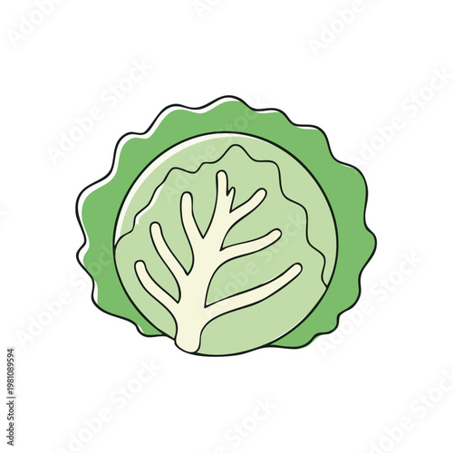 Fresh green cabbage illustration with leafy texture and organic shape