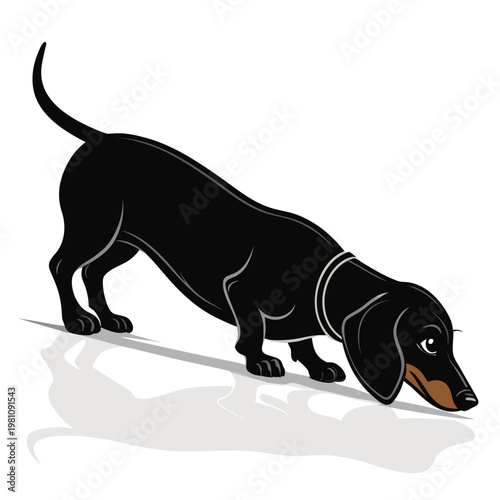 Dachshund dog silhouette sniffing the ground in tracking pose minimalist elongated vector isolated on white background
