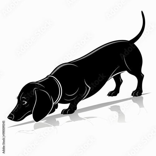 Dachshund dog silhouette sniffing the ground in tracking pose minimalist elongated vector isolated on white background
