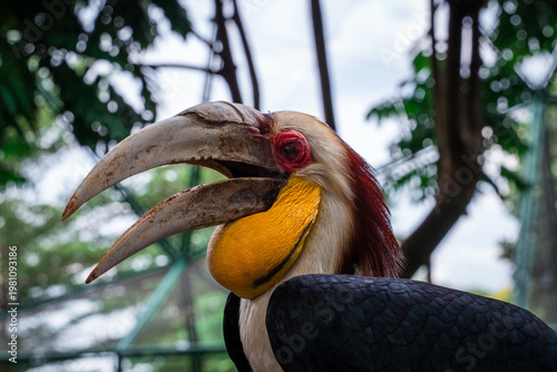 Wreathed Hornbill portrait indonesia