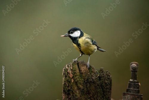 great tit perched with food