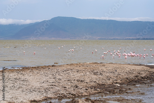 flamingos in lake magadi and mountains on horizon at ngorongoro crater tanzania