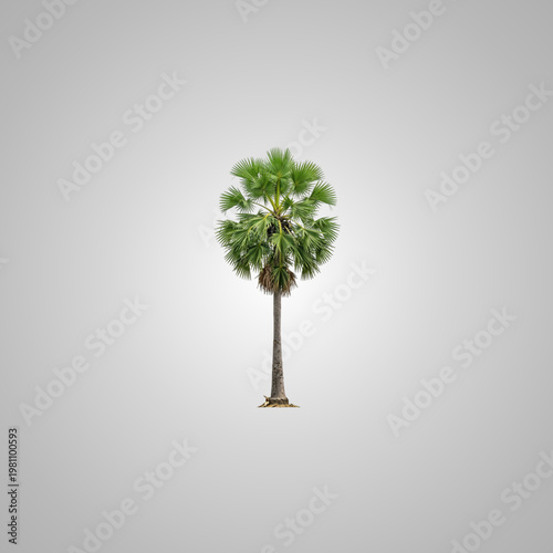 Minimalist shot of a tall tropical sugar palm tree centered against a solid grey backdrop