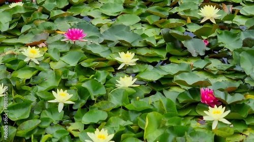 Beautiful flowers in the pond. Nymphaea in summer.