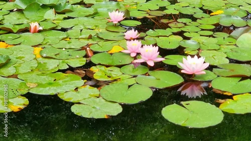 Beautiful Pink Flowers In The Pond