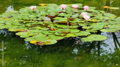 Waterlily flower, aquatic plant. Nymphaea.