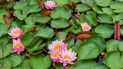 Wonderful Flowers Petals, Waterlily, Flora