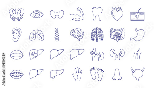 Hand drawn human anatomy icons in a clean outline style on white background