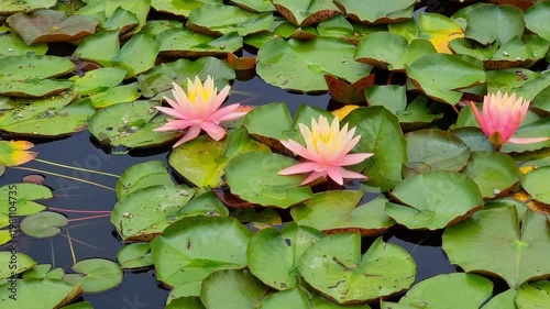 Amazing flowers in the pond. Nymphaea.
