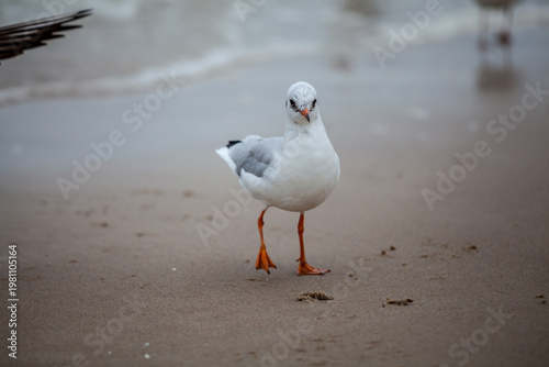 Seagull in the natural environment on the Baltic Sea.
