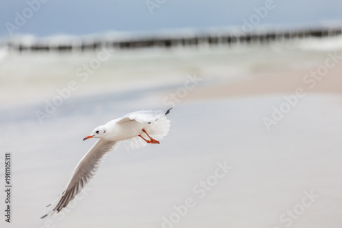 Seagull in the natural environment on the Baltic Sea.