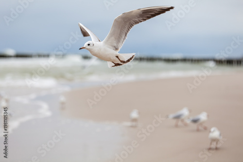 Seagull in the natural environment on the Baltic Sea.