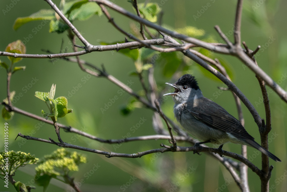Obraz premium Blackcap bird singing on branch in green natural background