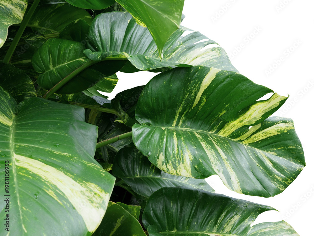 Fototapeta premium Tropical Monstera Leaves Isolated on White Background with Clipping Path