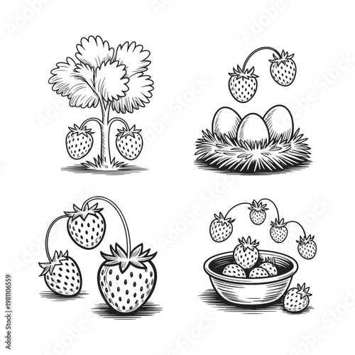 Vintage illustration of strawberries eggs and a bird s nest