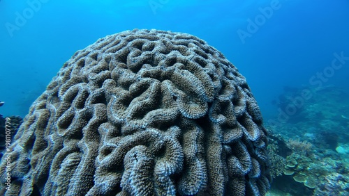 Canvas Print Marine life grooved Brain coral close up