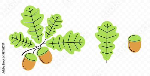 Oak, acorn, leaf and leaves, graphic design. Nature, tree, branch and plant, vector design and illustration