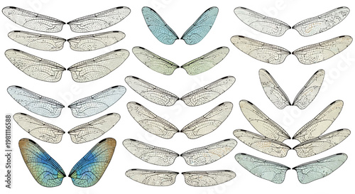 Collection of delicate dragonfly wings arranged flat.
