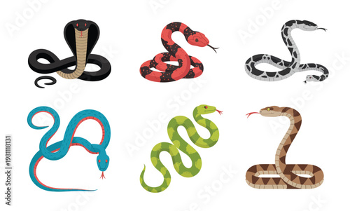 Collection of snakes vector illustration, poisonous and non-toxic snake creatures in different colors and poses, detailed wildlife set for nature, biology, and educational design projects.
