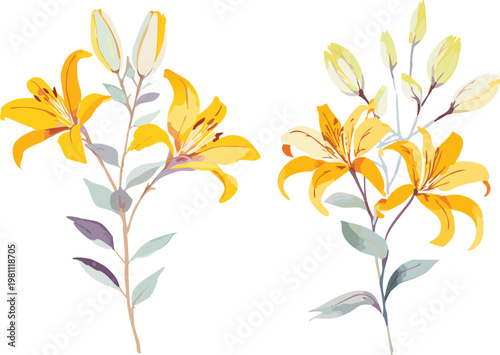 Set collection hand painted modern yellow botanical lily flowers digital gouache painting, flat transparent isolated vector graphic asset of lilies water painting, girly decorative ornament spring png