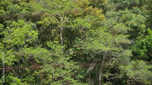 4K Lush Jungle Canopy: Untouched Nature and Green Woodland Wilderness