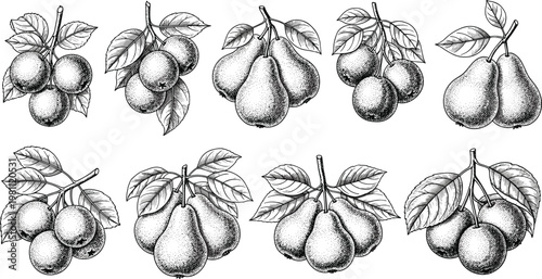Vintage Fruit Engraving Set with Pears and Apples Hand Drawn Botanical Illustration Collection for Packaging, Label Design, and Farm Fresh Food Branding