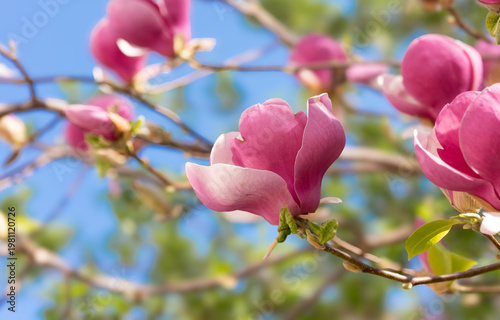 Tulpen-Magnolie (Magnolia × soulangeana)