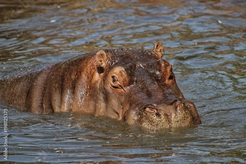Billede på lærred hippo in the water