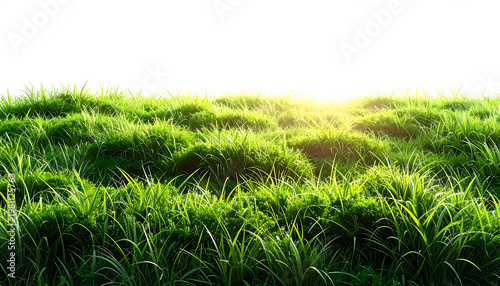 A vibrant field of lush green grass is illuminated by the warm glow of the sun.