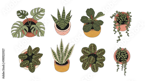 Vector 2D CAD illustration of various potted plants and succulents on white