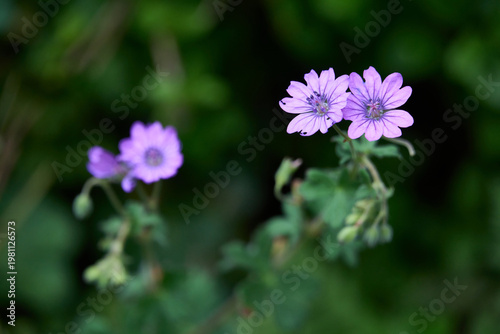 Fleurs de printemps