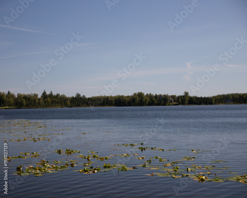 Принти на полотні waterlilies floating on a large lake