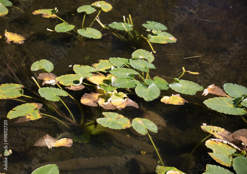 water lilies on a lake