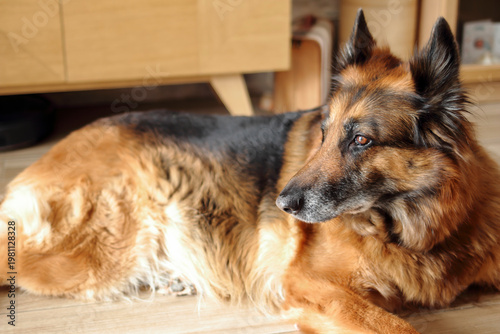 Un beau chien berger allemand se repose au soleil 