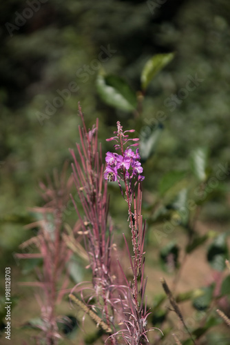 fireweed blooming at the top