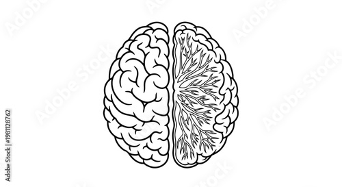 Human brain illustration showing left and right hemispheres in black and white contrast isolated on transparent background, Vector