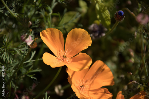 orange flower in the garden