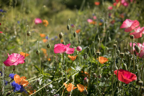 Field of flowers
